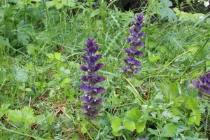 ajuga pyramidalis (1200 x 800)